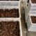 虾苗潜江小龙虾虾苗活体规格齐全新鲜现场捕捞