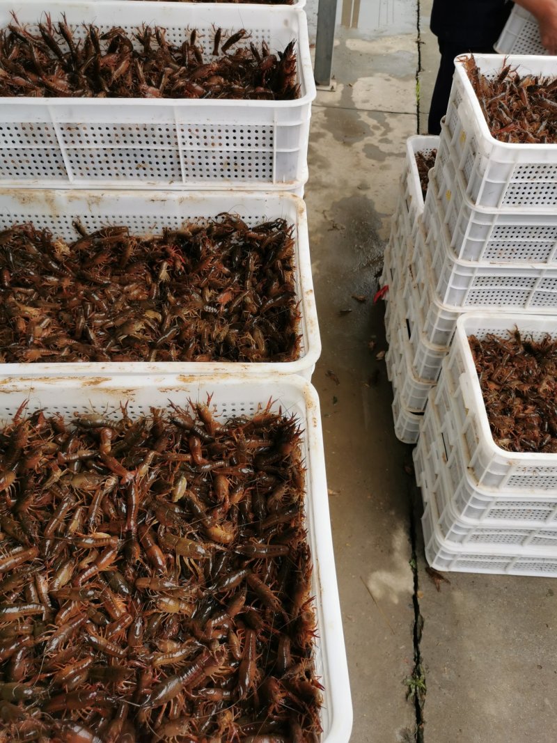 虾苗潜江小龙虾虾苗活体规格齐全新鲜现场捕捞