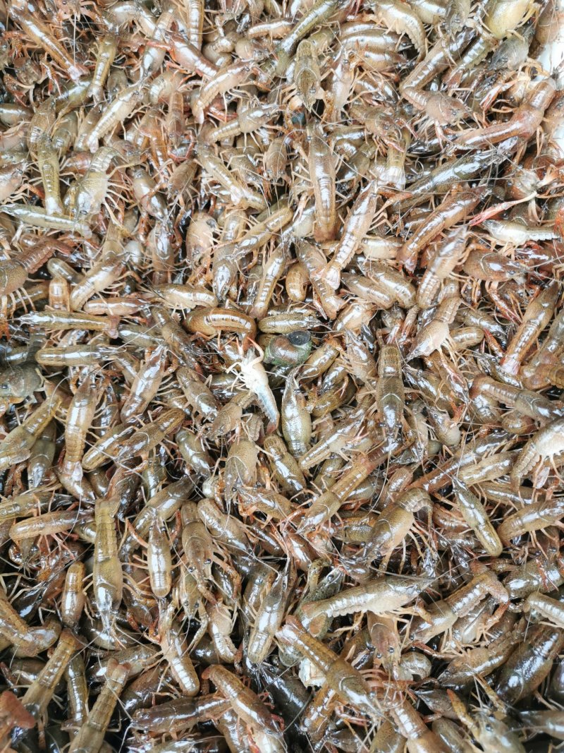 虾苗潜江小龙虾虾苗活体规格齐全新鲜现场捕捞