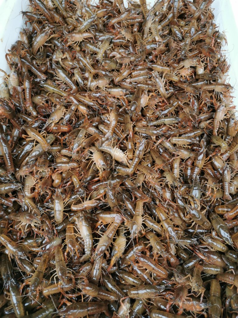 虾苗潜江小龙虾虾苗活体规格齐全新鲜现场捕捞