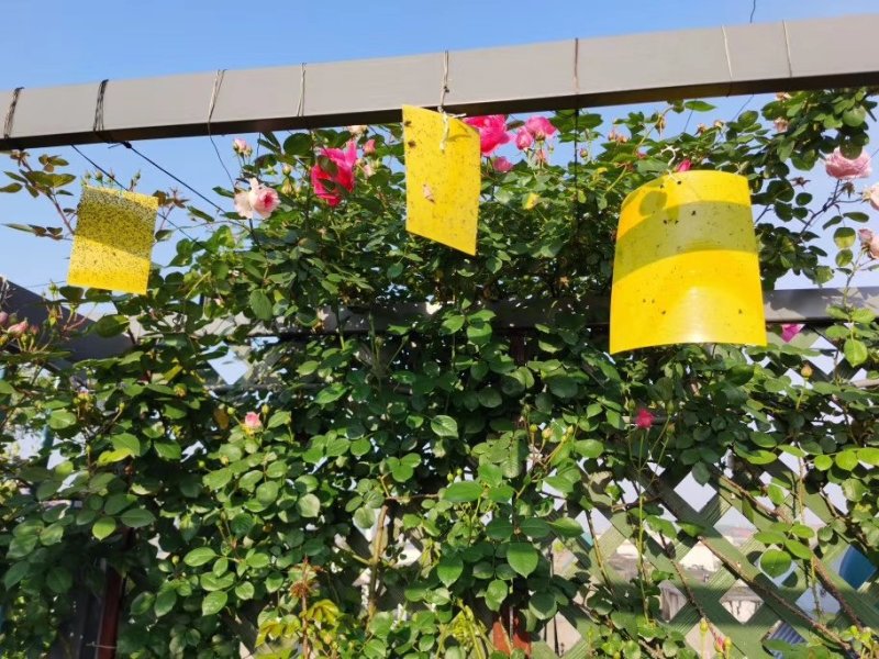 [一件代发]20*25粘虫板，诱虫板黄蓝板，粘蓟马，