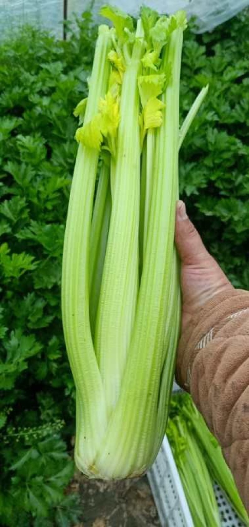 蔬菜