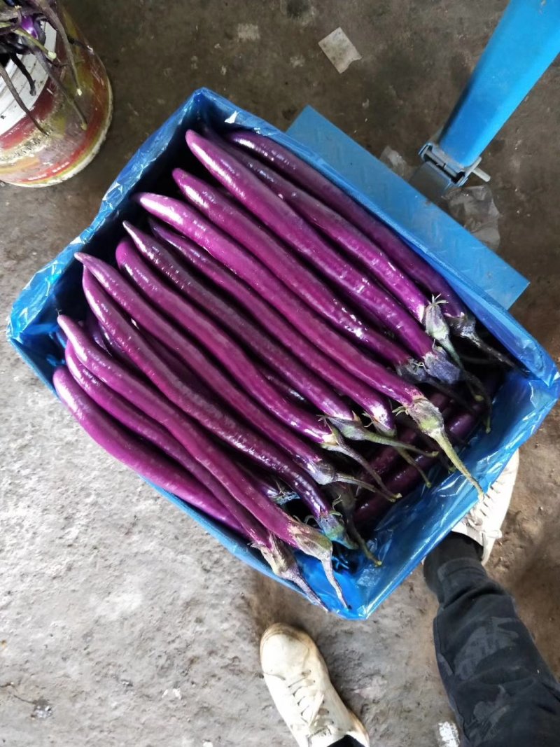 蔬菜