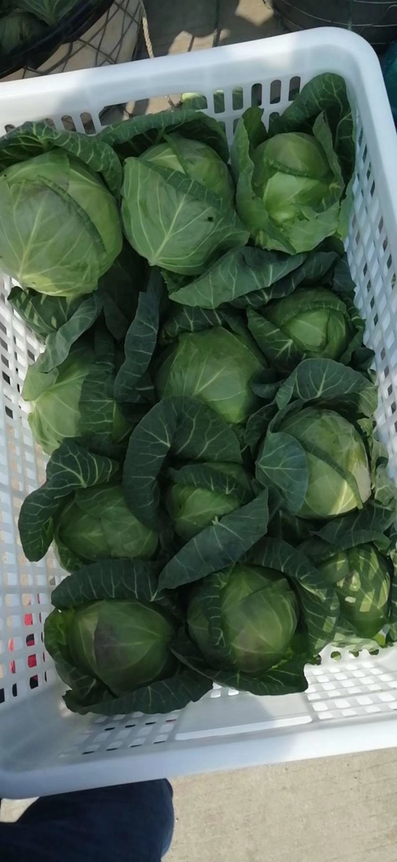蔬菜