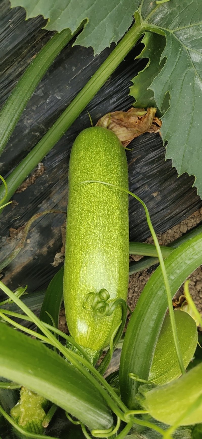 西葫芦