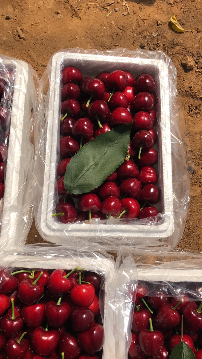 大连特色美早大樱桃！香甜可口！