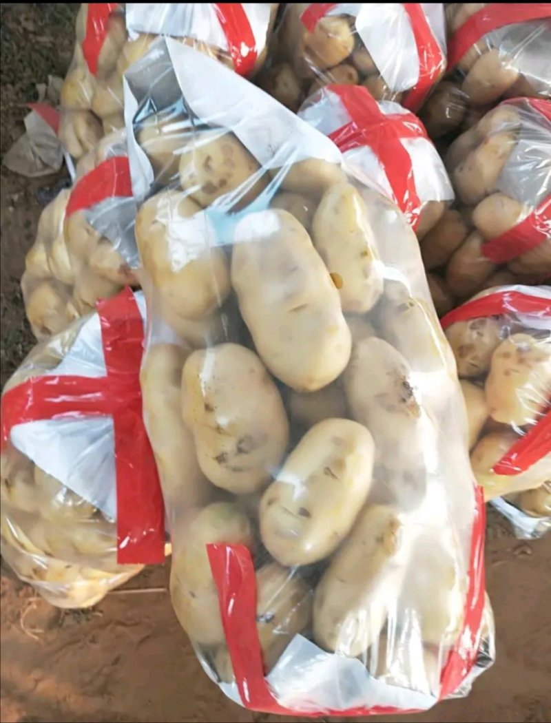 荷兰十五土豆黄皮黄心一手货源基地直发价格低可视频看货