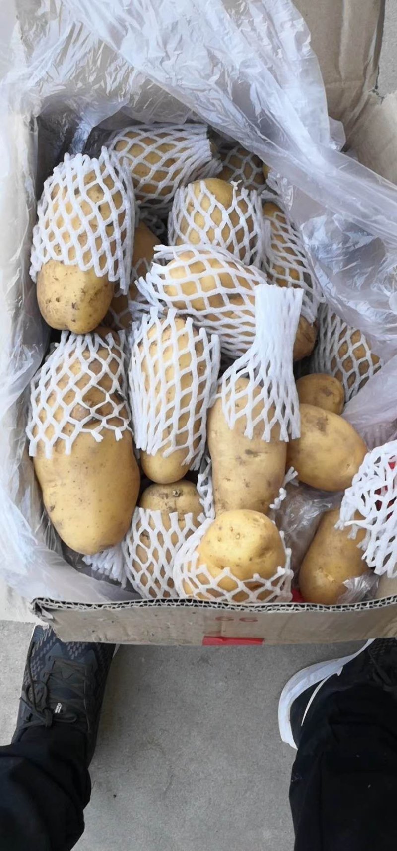 荷兰十五土豆黄皮黄心一手货源基地直发价格低可视频看货