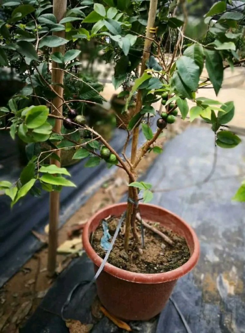 优质嘉宝果苗四季早生嘉宝果树葡萄苗四季开花结果
