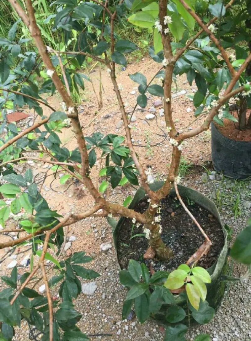 优质嘉宝果苗四季早生嘉宝果树葡萄苗四季开花结果
