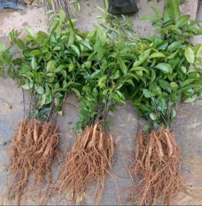 牛大力苗小叶，中叶名贵中药材南北方可种植基地真发包邮