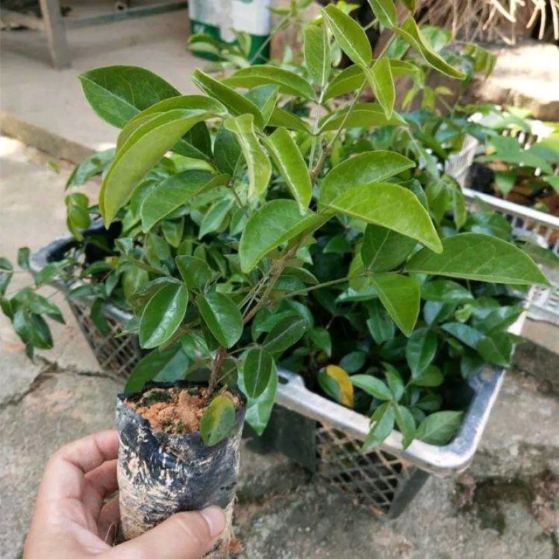 牛大力苗小叶，中叶名贵中药材南北方可种植基地真发包邮