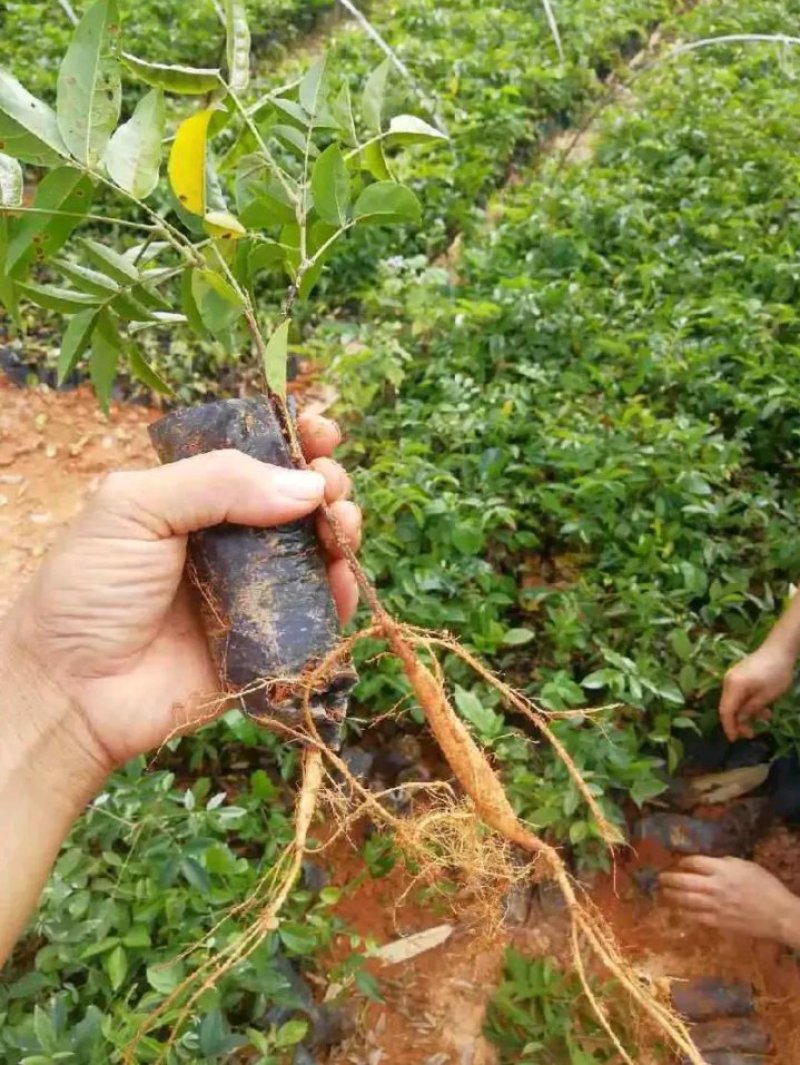 牛大力苗小叶，中叶名贵中药材南北方可种植基地真发包邮