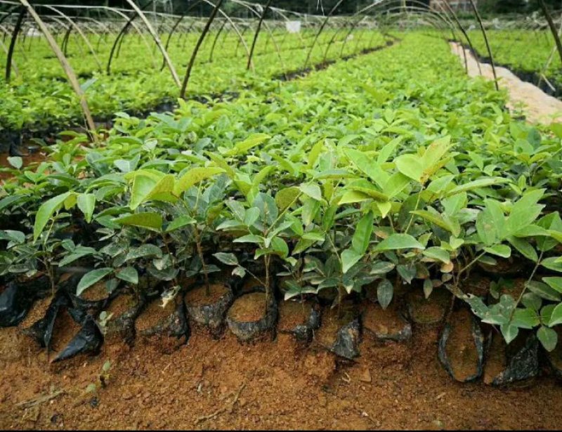 牛大力苗小叶，中叶名贵中药材南北方可种植基地真发包邮
