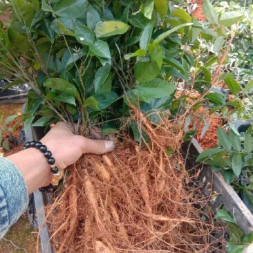 牛大力苗小叶，中叶名贵中药材南北方可种植基地真发包邮