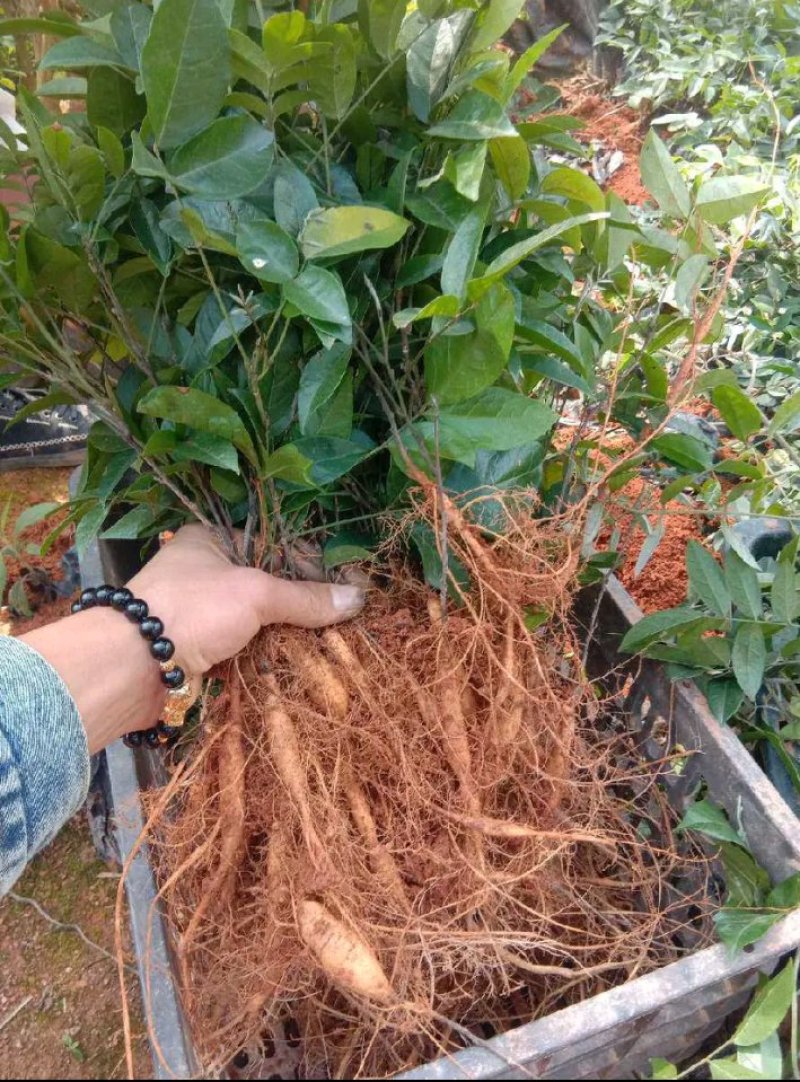 牛大力苗小叶，中叶名贵中药材南北方可种植基地真发包邮