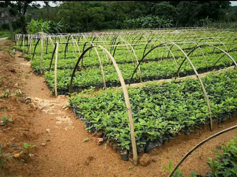 牛大力苗小叶，中叶名贵中药材南北方可种植基地真发包邮