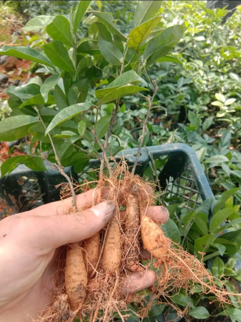 牛大力苗小叶，中叶名贵中药材南北方可种植基地真发包邮
