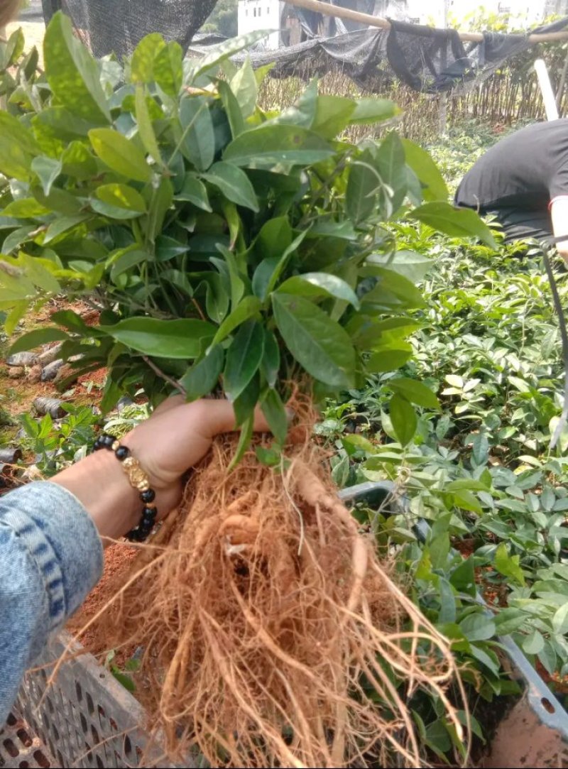 牛大力苗小叶，中叶名贵中药材南北方可种植基地真发包邮
