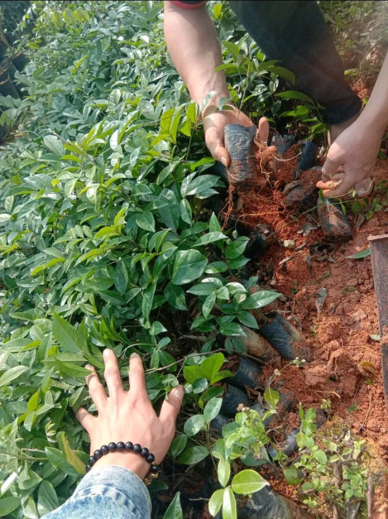 牛大力苗小叶，中叶名贵中药材南北方可种植基地真发包邮