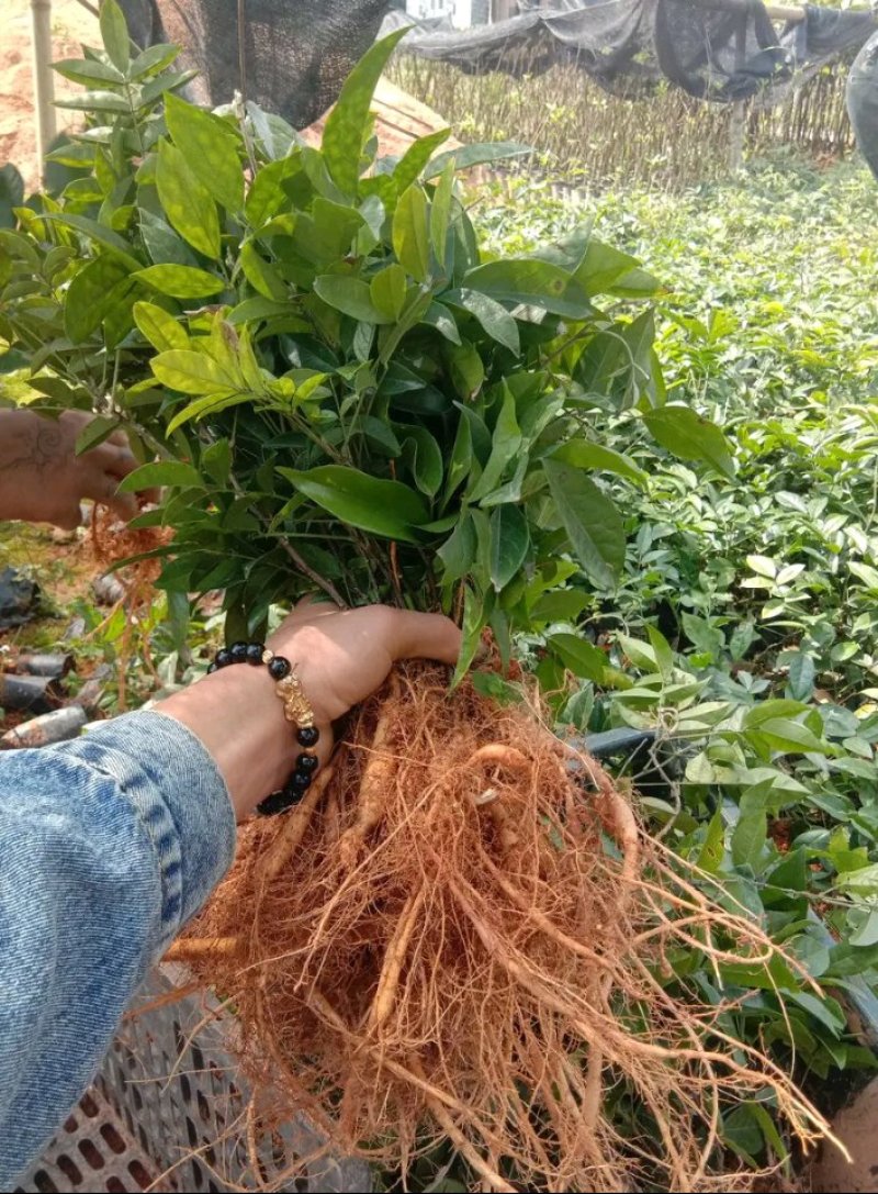 牛大力苗小叶，中叶名贵中药材南北方可种植基地真发包邮