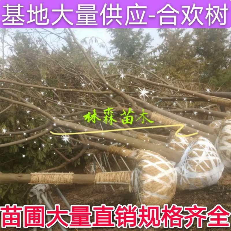 牛大量供应8.-30公分合欢树，绒花树，马缨花，