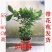 神秘果苗正宗西非神秘果适合盆栽庭院种植包邮