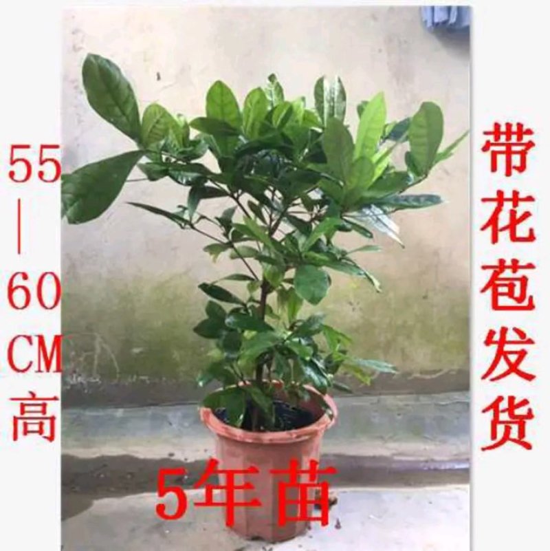 神秘果苗正宗西非神秘果适合盆栽庭院种植包邮