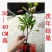 神秘果苗正宗西非神秘果适合盆栽庭院种植包邮