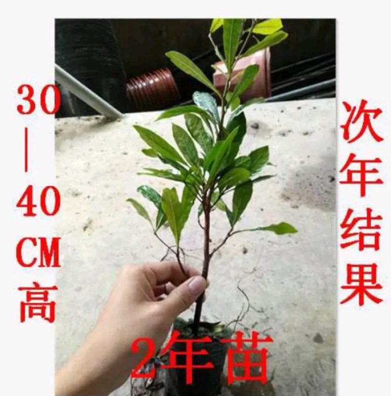 神秘果苗正宗西非神秘果适合盆栽庭院种植包邮