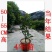神秘果苗正宗西非神秘果适合盆栽庭院种植包邮