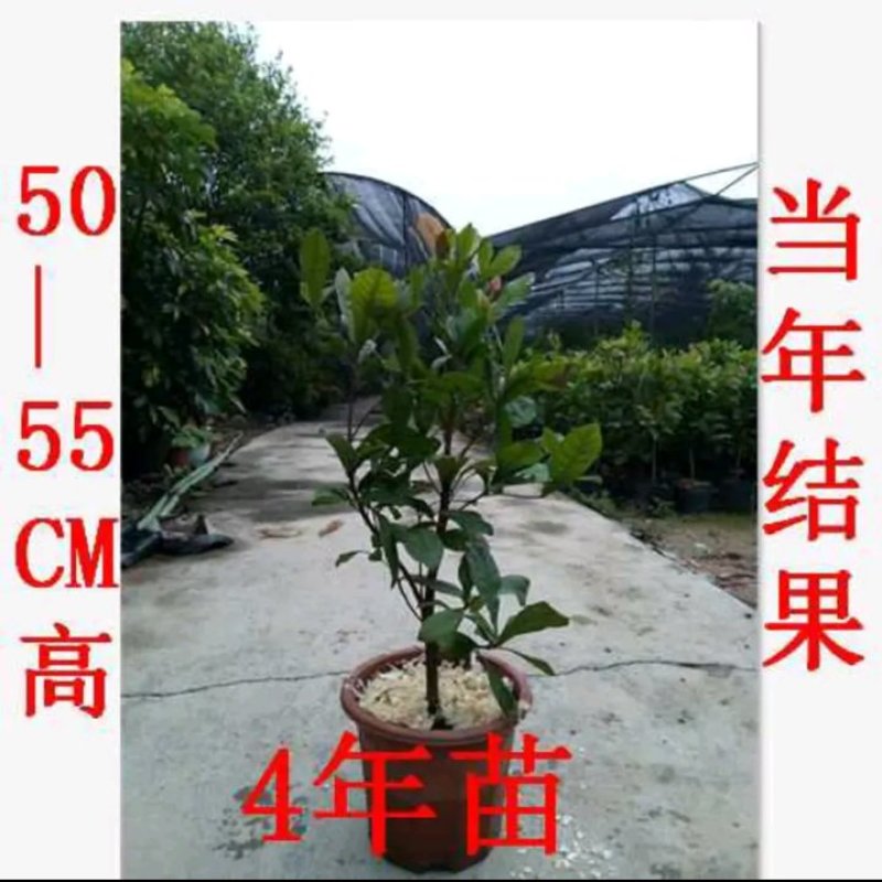 神秘果苗正宗西非神秘果适合盆栽庭院种植包邮