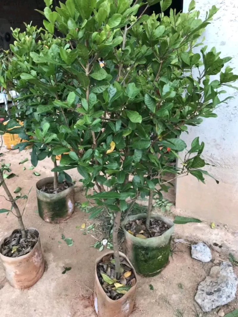 神秘果苗正宗西非神秘果适合盆栽庭院种植包邮