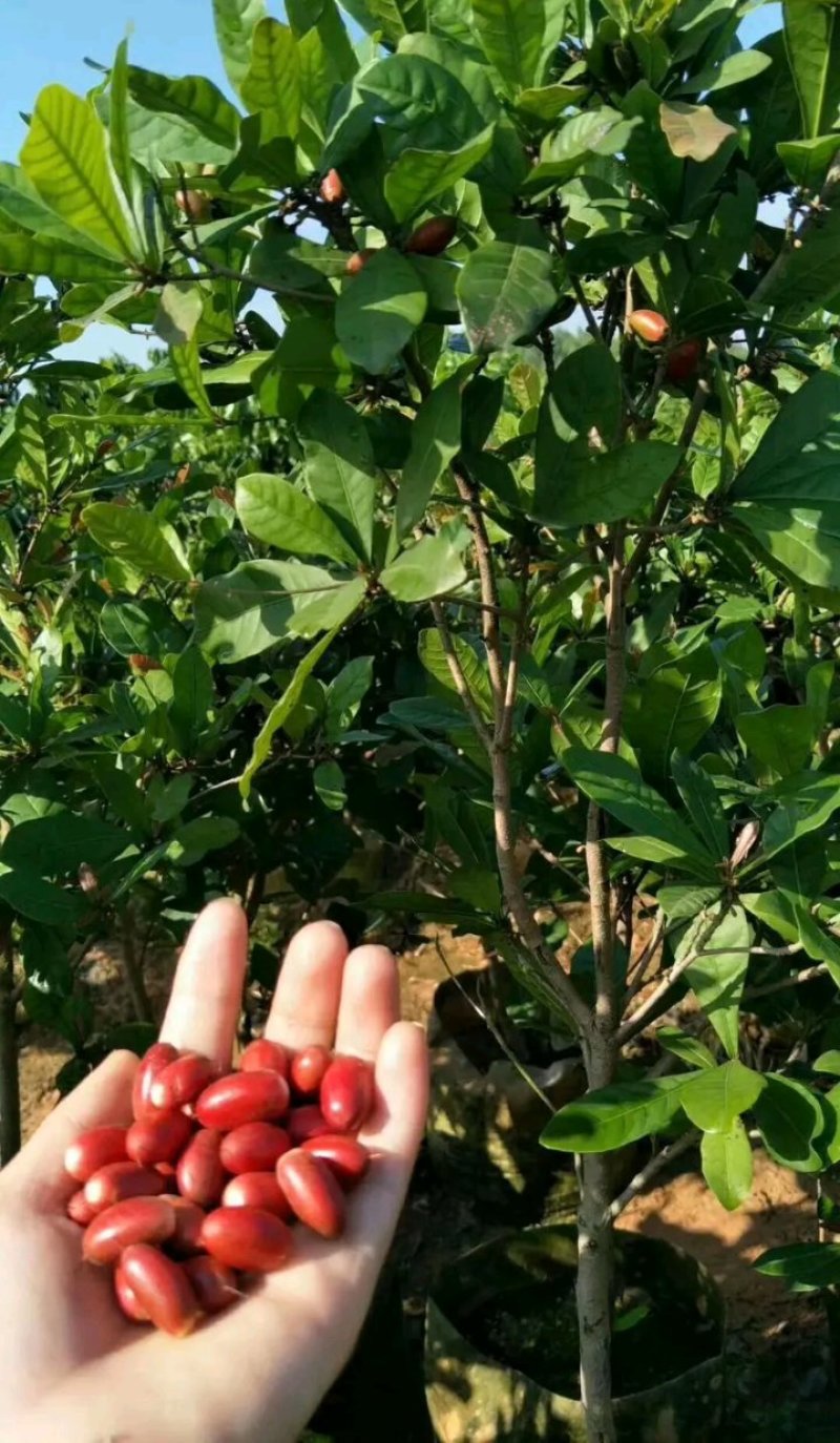 神秘果苗正宗西非神秘果适合盆栽庭院种植包邮