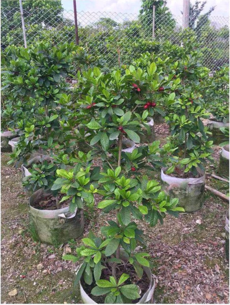 神秘果苗正宗西非神秘果适合盆栽庭院种植包邮