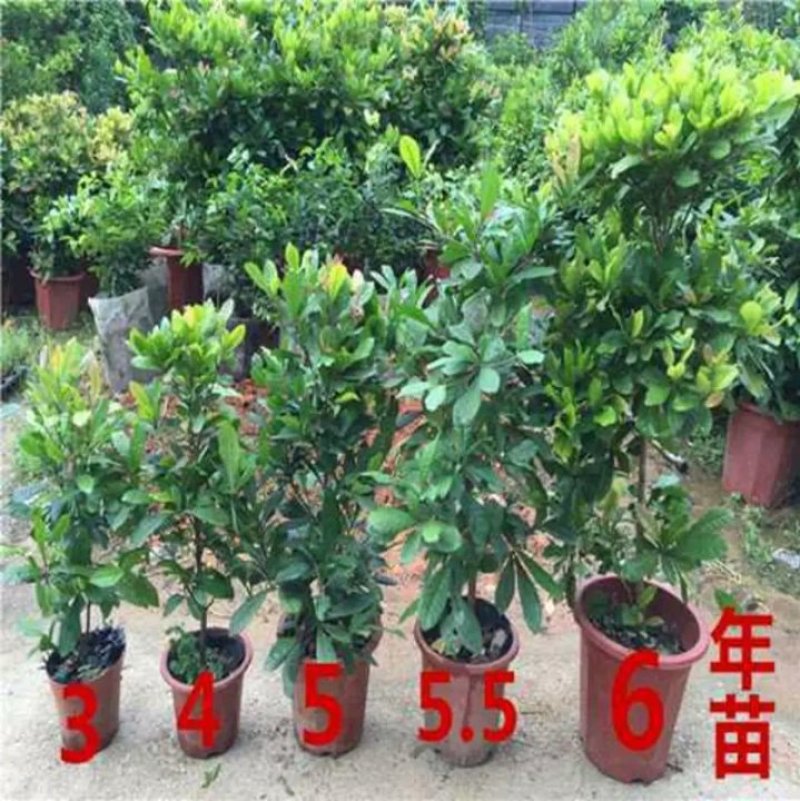 神秘果苗正宗西非神秘果适合盆栽庭院种植包邮