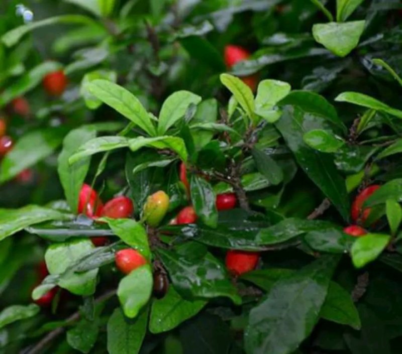 神秘果苗正宗西非神秘果适合盆栽庭院种植包邮