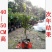 神秘果苗正宗西非神秘果适合盆栽庭院种植包邮