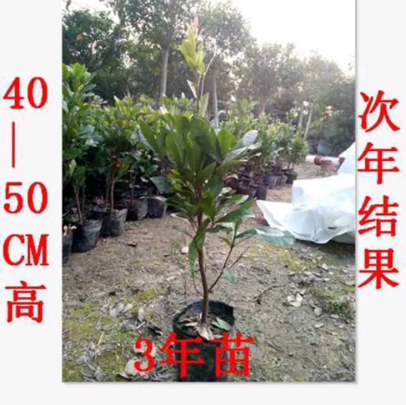 神秘果苗正宗西非神秘果适合盆栽庭院种植包邮
