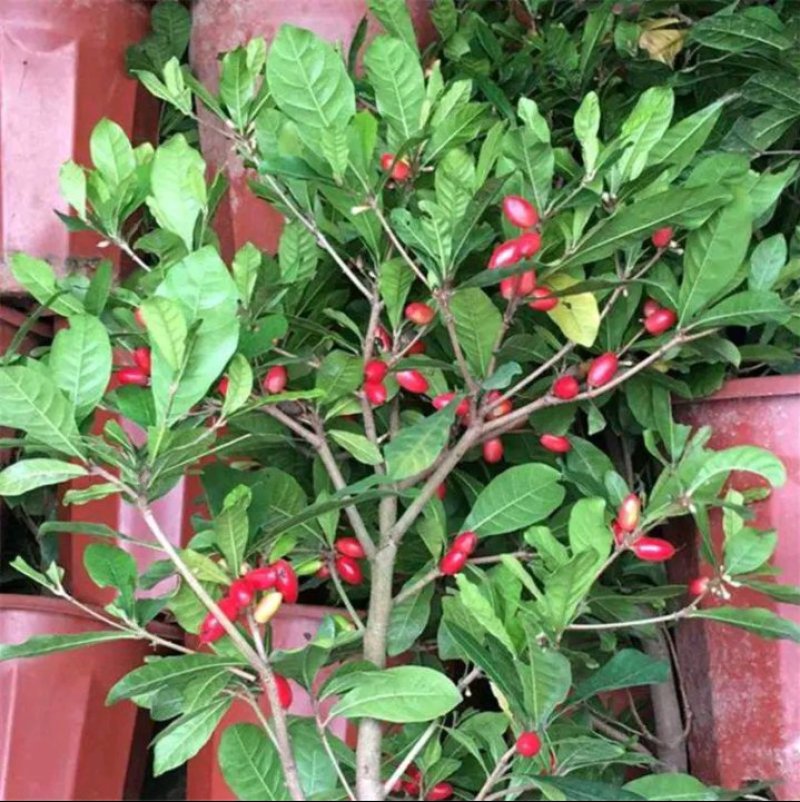 神秘果苗正宗西非神秘果适合盆栽庭院种植包邮