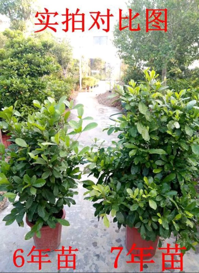 神秘果苗正宗西非神秘果适合盆栽庭院种植包邮