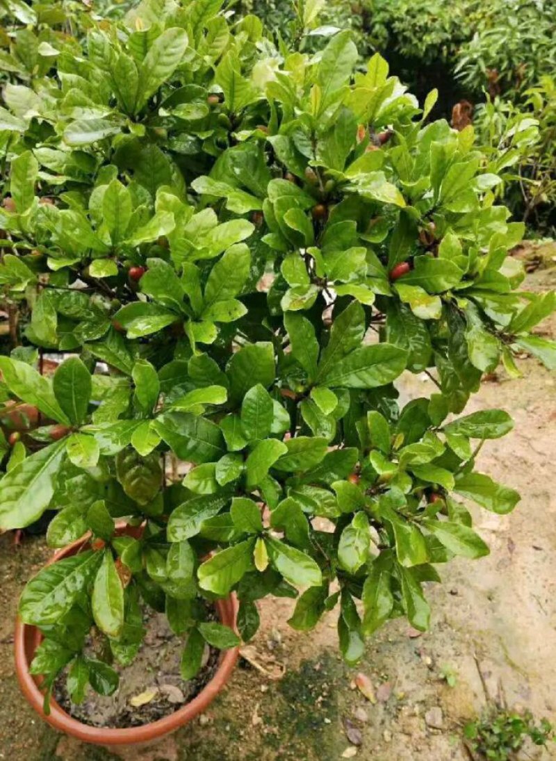 神秘果苗正宗西非神秘果适合盆栽庭院种植包邮