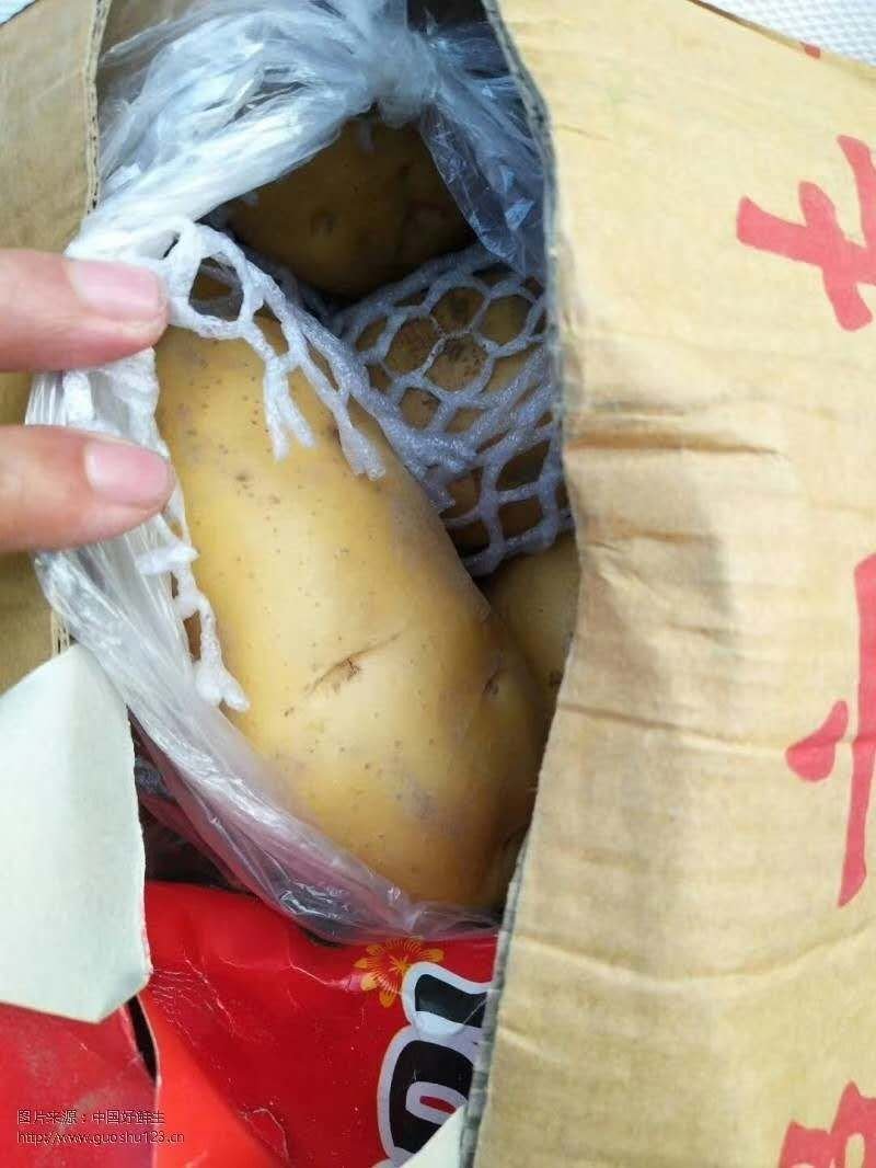 荷兰十五土豆黄皮黄心一手货源基地直发价格低可视频看货