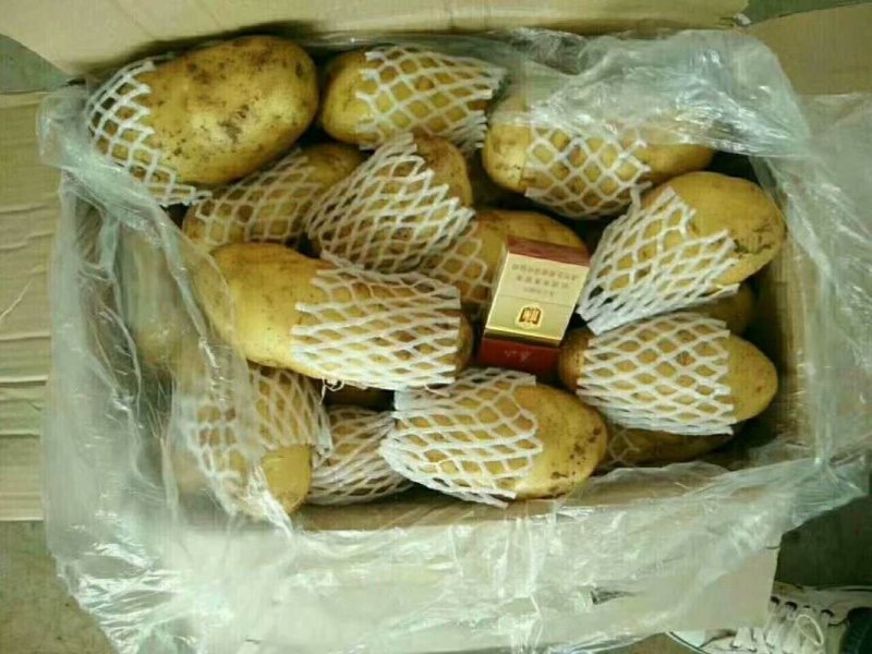 荷兰十五土豆黄皮黄心一手货源基地直发价格低可视频看货
