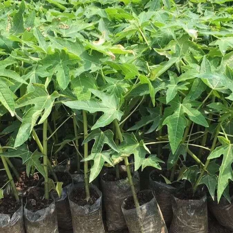 木瓜树苗黄金巨无霸水果木瓜树苗四季可种可庭院盆栽地栽种植