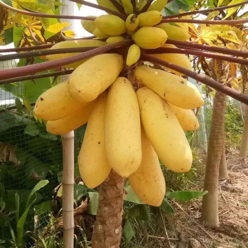 木瓜树苗黄金巨无霸水果木瓜树苗四季可种可庭院盆栽地栽种植
