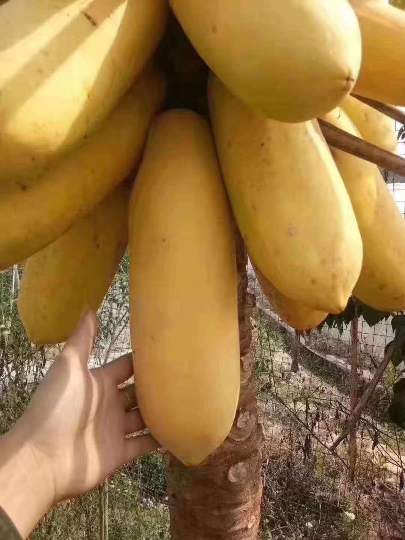 木瓜树苗黄金巨无霸水果木瓜树苗四季可种可庭院盆栽地栽种植