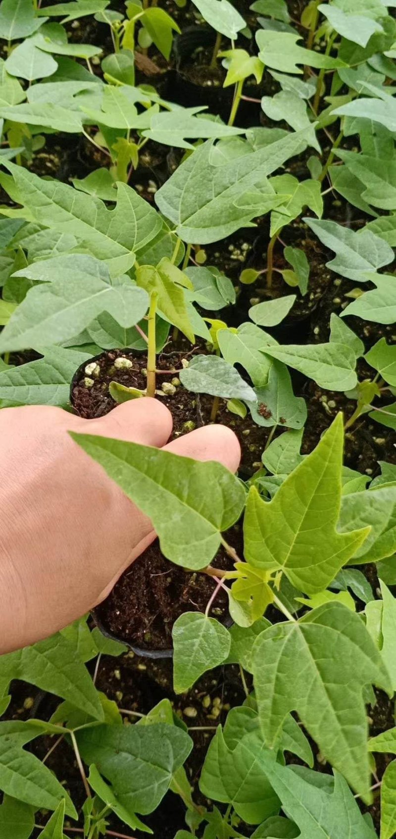 木瓜树苗黄金巨无霸水果木瓜树苗四季可种可庭院盆栽地栽种植