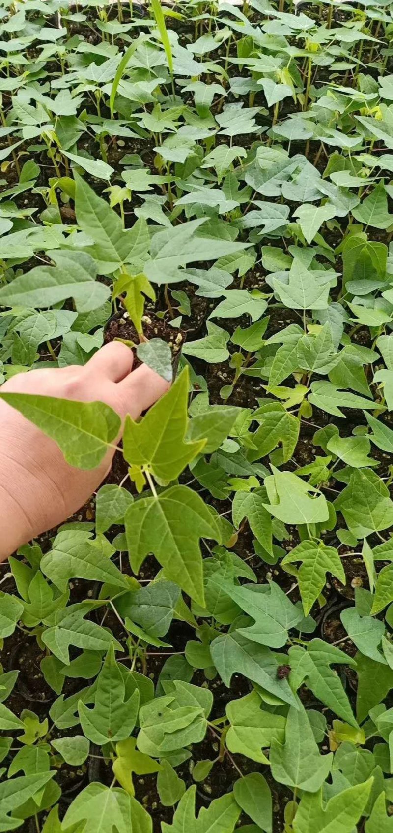 木瓜树苗黄金巨无霸水果木瓜树苗四季可种可庭院盆栽地栽种植