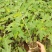 木瓜树苗黄金巨无霸水果木瓜树苗四季可种可庭院盆栽地栽种植